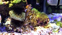 Top 5 tips for Successfully Achieving and Maintaining a Nano Saltwater Reef Aquarium.-RN092MzMf04