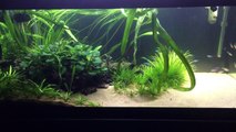Why It's Important to Thin Out Your Planted Aquarium-IGWe15lMlRE