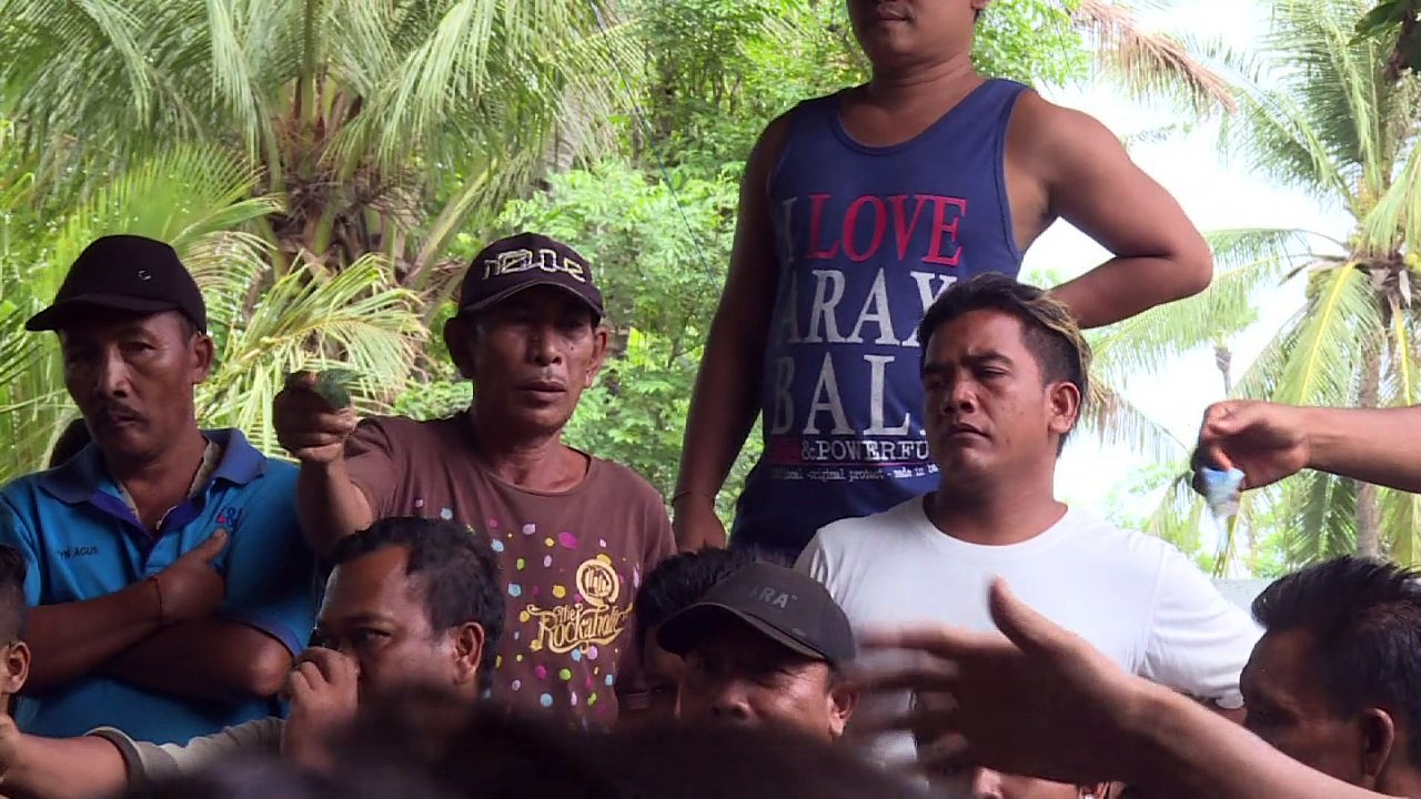 Grausame Hahnenkämpfe auf Bali