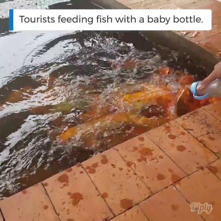 Il nourrit des poissons rouges au biberon