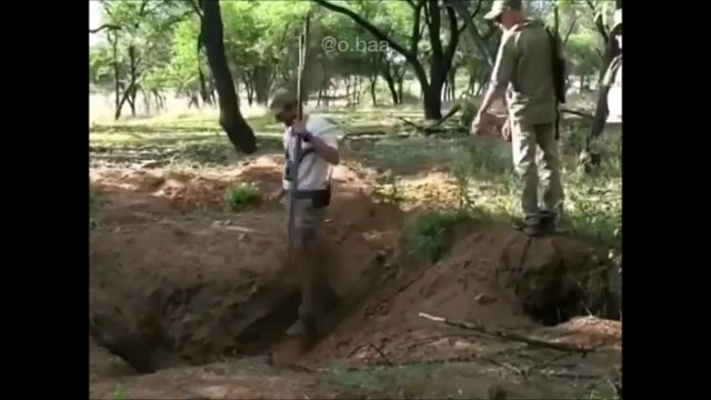 Le chasseur devient la proie en quelques secondes