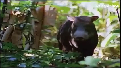 Ataques fatais dos animais selvagens-b2Bt-u_9nE8