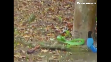 Contra ataque das presas-nGBDnGfPgjU