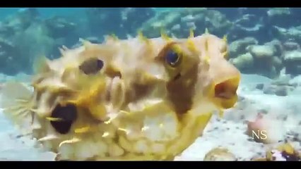 Criaturas Mortais - animais Mutantes PARTE 1-rZ2IhsK4DEA