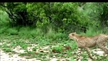 Felinos em guerra - Guepardo, Leopardo e Leões PARTE 1-gkpUnYECVdo