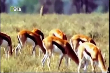 Guepardo - o animal mais veloz em terra PARTE 3_3-kgbfFdWfv80