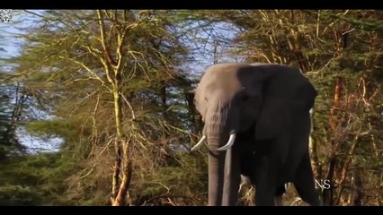 Instintos Mortais dos animais selvagens-iS9KD3Xl2Ks