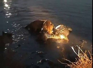 Leoa vs Zebra, duelo mortal-qmgzTYPoMBg