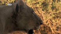 Leões, predadores famintos da África PARTE 1_3-OIFNDreoGCg