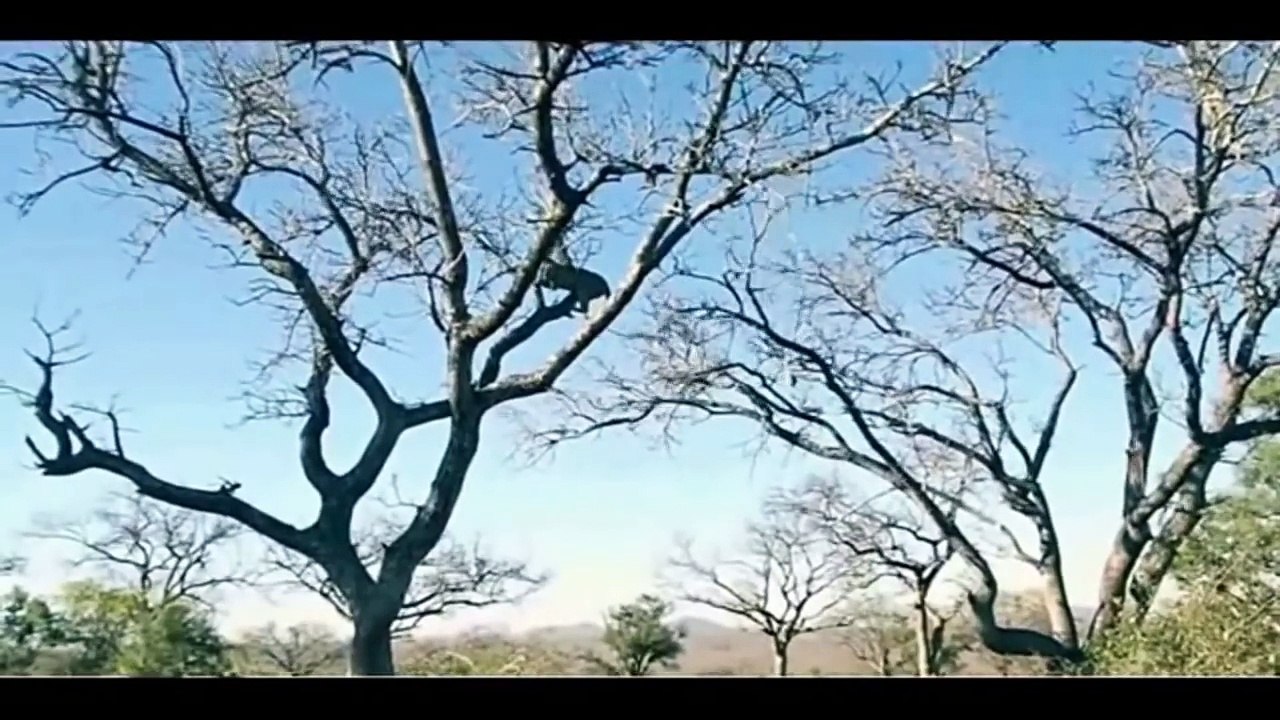 Leopardo caçando, super caça-ckCOvYsDlfk