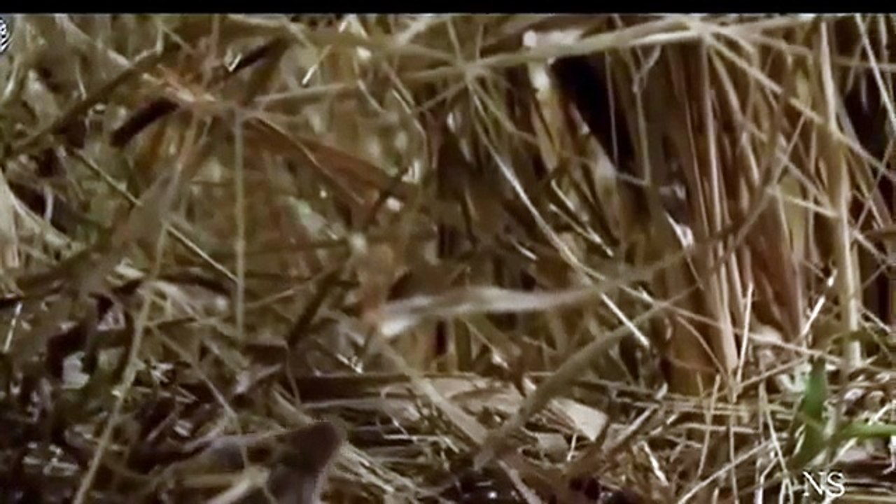 NOVO Predador Formidável e Maldito 2_3-IwliqJR97UY