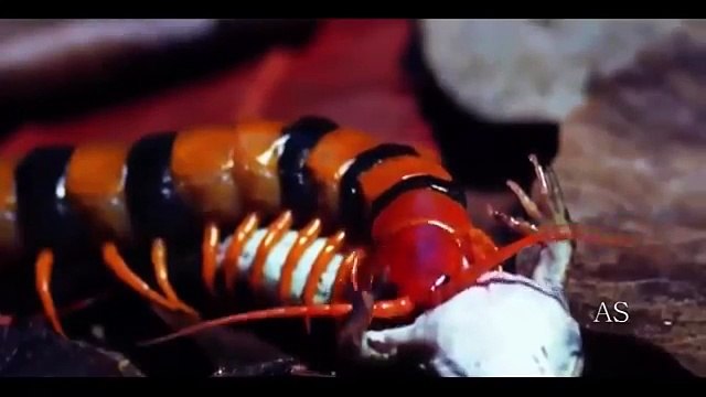 NOVO Predadores vorazes, apetites assassinos PARTE 2_3-en8CPr9HuOg