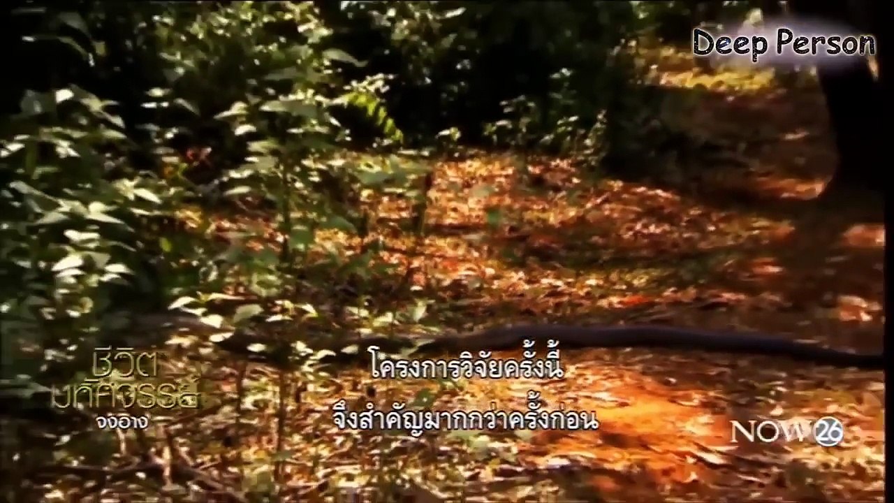 สารคดี แกะรอย งูจงอาง
