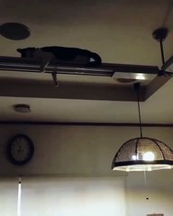 FUNNY MOMENT CATS SLEEPING #056