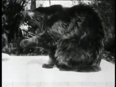 Le déjeuner du chat (1895)