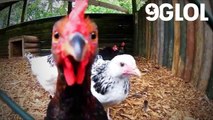 Chickens Playing   Funny and Awesome Chickens (Part 2) [Funny Pets]
