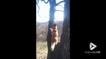 Quand ton chien a tellement envie de chopper l’écureuil qu'il décide de grimper dans l'arbre
