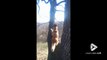 Quand ton chien a tellement envie de chopper l’écureuil qu'il décide de grimper dans l'arbre
