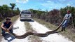 Un serpent géant découvert au Vietnam... La taille du reptile est incroyable