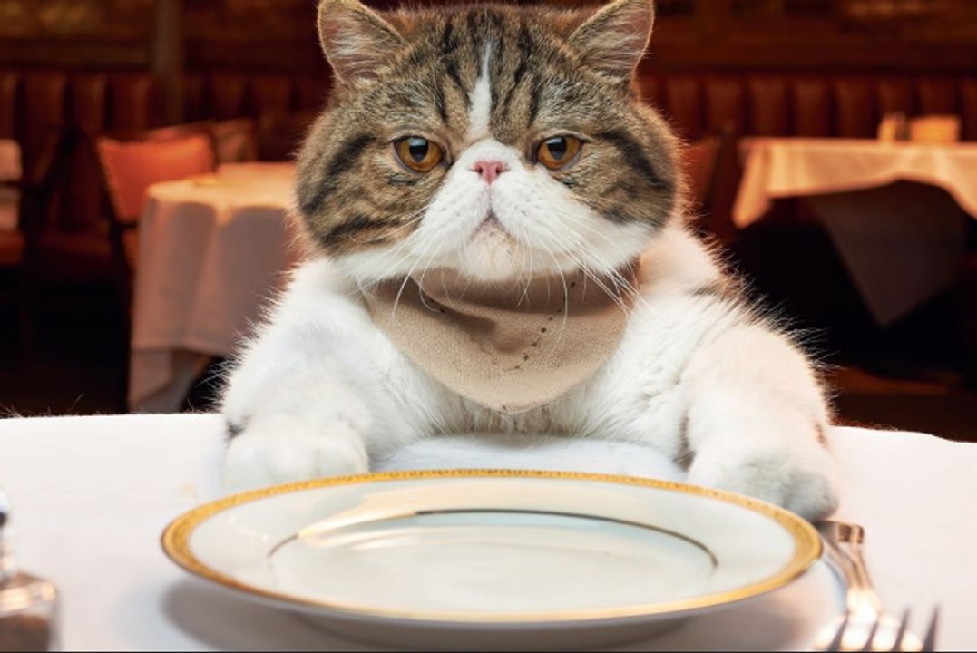 LES PLUS DRÔLES DE CHATS DANS LE MONDE!