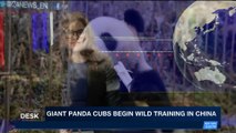 i24NEWS DESK | Giant panda cubs begin wild training in China | Saturday, December 16th 2017