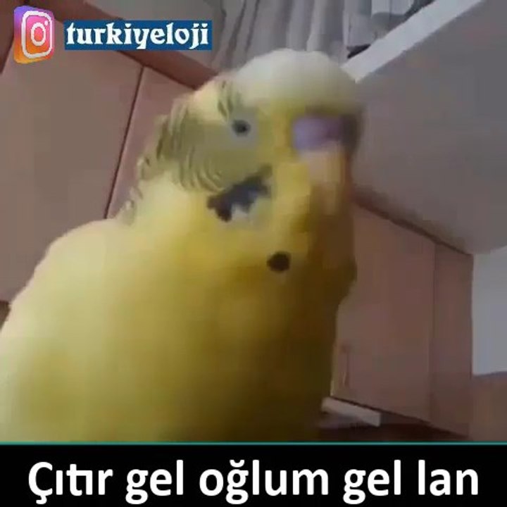 Türkçeyi En Net Konuşan Muhabbet Kuşu