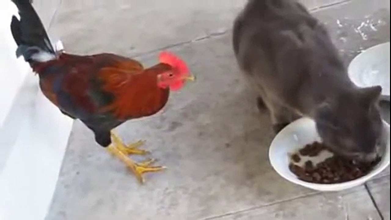 Telugu Comedy Funny WhatsApp Movie Clips--All in One Funny Clips