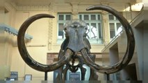 Gigantesca subasta de un esqueleto de mamut en Lyon
