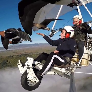 Ces oies sauvages suivent un ULM et le prennent pour l'un des leurs