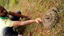 Cette vipère géante est magnifique : viper Daboia
