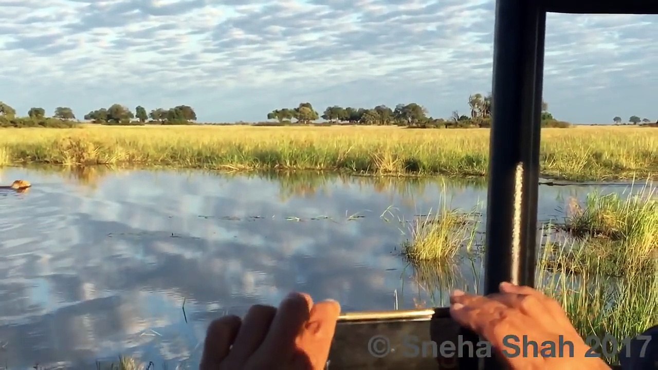 2 lionnes prennent en chasse un crocodile et vo...