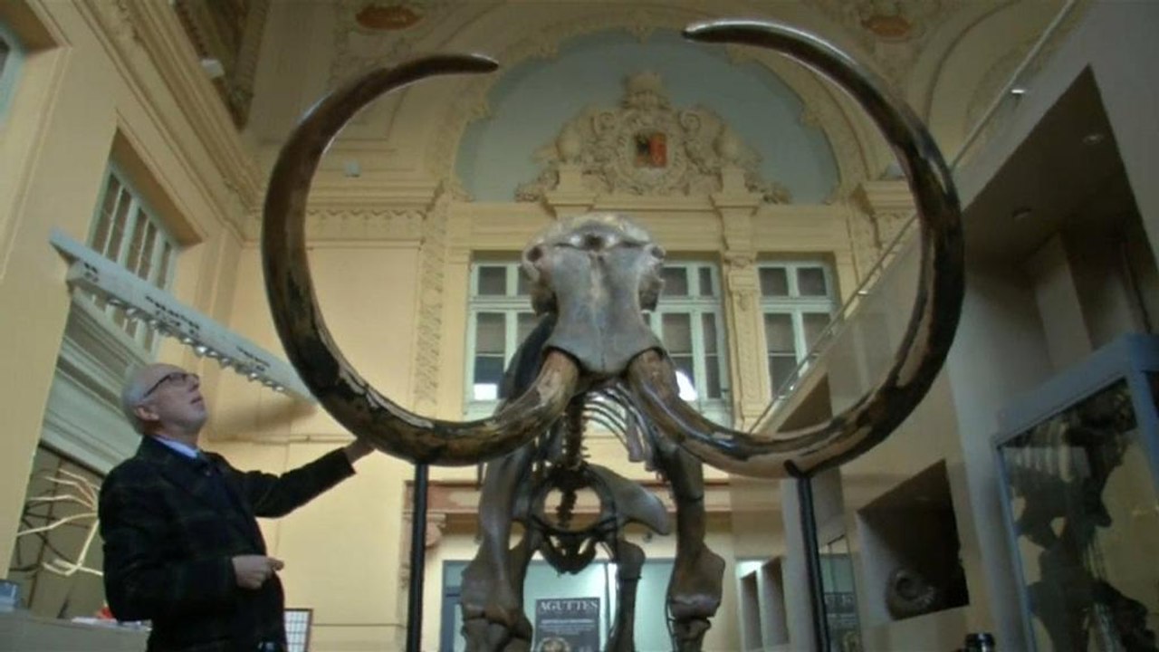 Ein Mammut - zum Ersten, zum Zweiten, zum .....