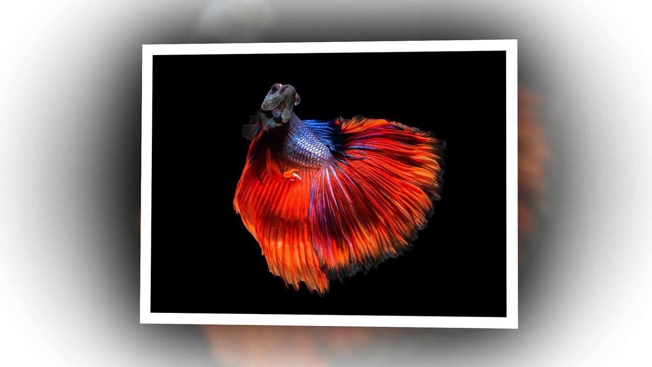 Beautiful belta fish