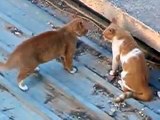 めちゃバップハイスクール ケンカの強い男子校抜き打ち学力テスト 第12回 1 Video