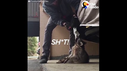 Man Rescues Raccoon Choking From Car Tarp | The Dodo