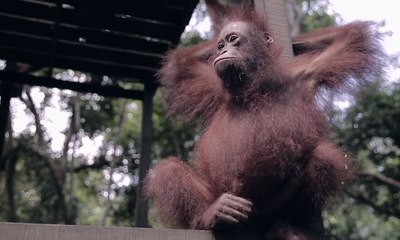 Pelepasliaran Orangutan Bukan Akhir Segalanya