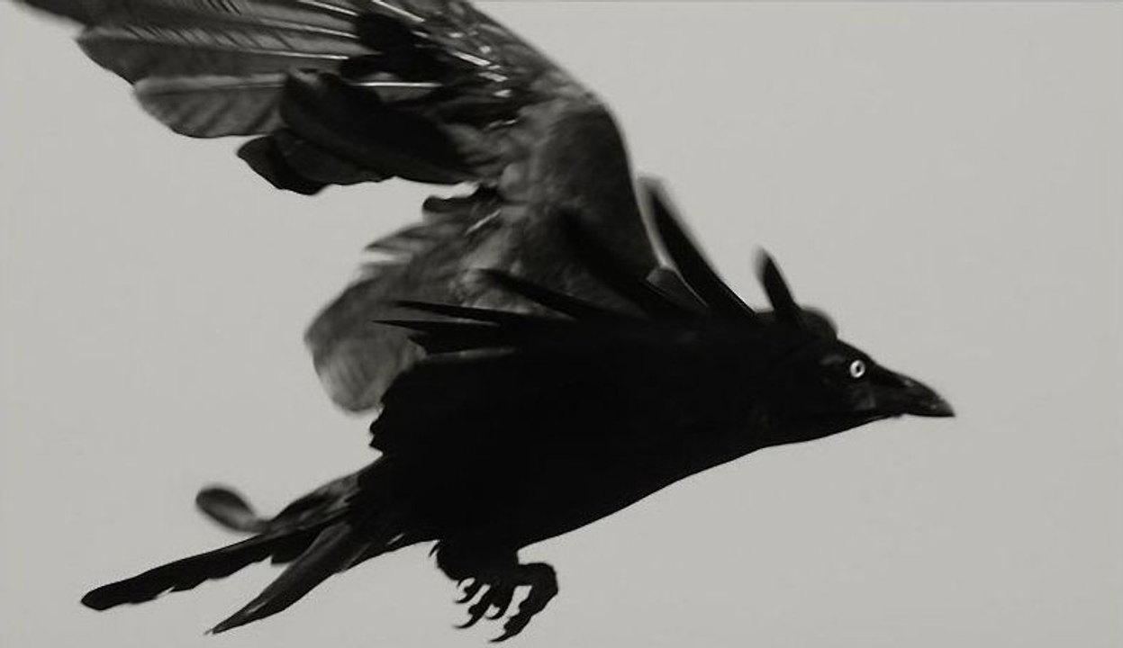 Corbeaux & Co - Malins comme des singes ! - HD (2017)