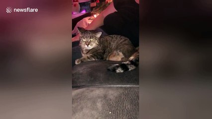 Amputee cat tries to scratch ear with missing leg