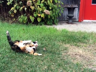 Đây là Tom và Jerry phiên bản đời thực...