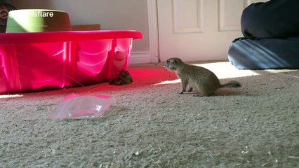 Baby prairie dog meet sulcata tortoise