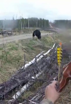 Il se fait charger par un grizzli énorme... Ours en colère