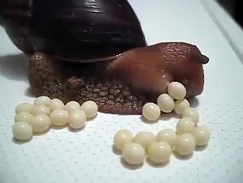 Avez-vous déjà vu un escargot pondre ses oeufs ??