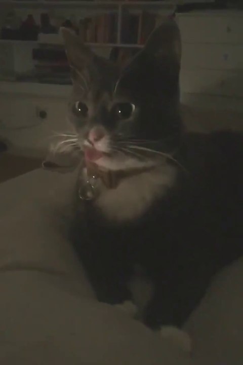 Ce chat a un petit probleme de langue... Mais c'est trop mignon