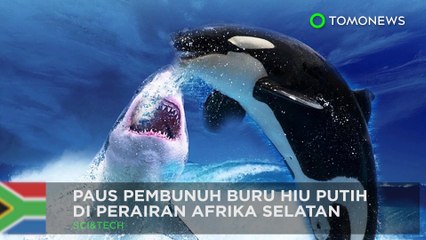 Download Video: Paus pembunuh vs hiu putih di perairan Afrika Selatan - TomoNews