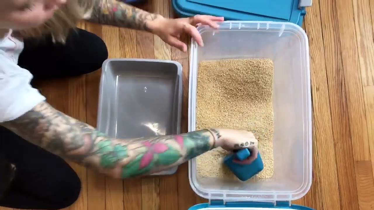 How to Litter Train Baby Kittens video Dailymotion