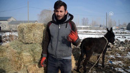 Doğu Anadolu'da soğuk hava - AĞRI