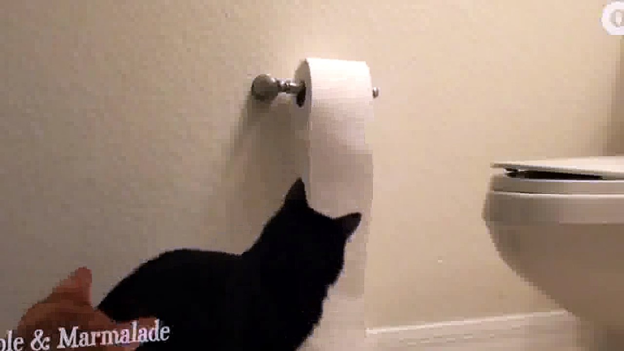 Unique destruction toilet paper my cat