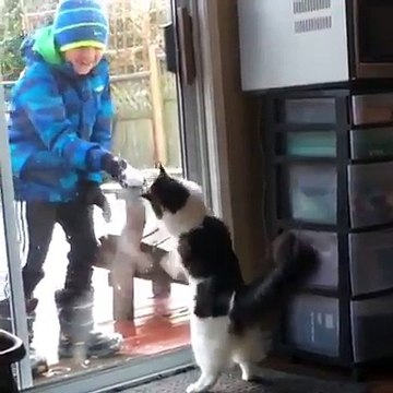 Best of des chats en hiver