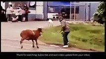 Funny Animals Videos Funny Animal Clips, Funny animal fails whatsapp video