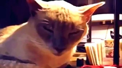 Funny cat videos - Funny Videos 2018 - Funny Animals - Funny Fails 2018 whatsapp video